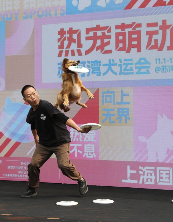 星火牛 苏河湾犬运会今启幕 人犬协作妙趣横生